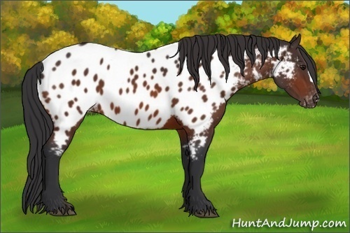 Horse Color:Bay Appaloosa