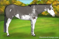 Horse Color:Grullo Sabino Splash  and Grullo Sabino Splash 