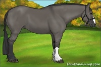 Horse Color:Grullo