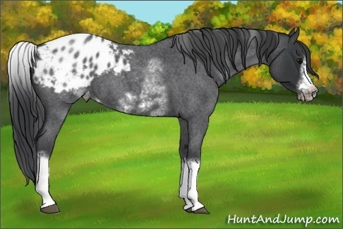 Horse Color:White Spotted Blue Roan Splash Frame Appaloosa 