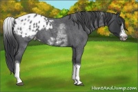 Horse Color:White Spotted Blue Roan Splash Frame Appaloosa 