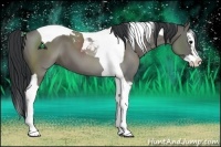 Horse Color:Grullo Sabino Splash Tobiano 