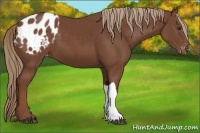 Horse Color:Chestnut Appaloosa