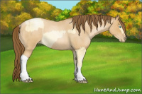 Horse Color:White Spotted Buckskin Pearl  and Gray Buckskin Roan Pearl 