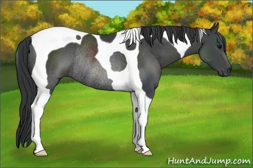 Horse Color:Black Tobiano Rabicano 