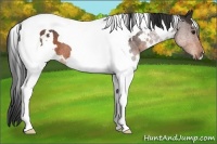 Horse Color:White Spotted Brown Tobiano Rabicano