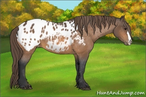 Horse Color:Buckskin Blanket