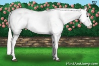 Horse Color:Silver Buckskin Appaloosa