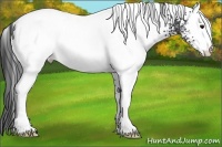 Horse Color:White Spotted Black Rabicano 