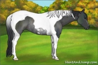 Horse Color:Black Tobiano Rabicano