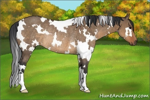 Horse Color:White Spotted Brown Dun Rabicano 