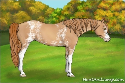 Horse Color:White Spotted Gold Champagne 