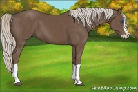 Horse Color:Silver Black Splash 
