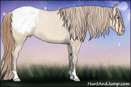 Horse Color:Amber Cream Champagne Appaloosa 