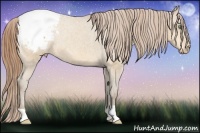 Horse Color:Amber Cream Champagne Appaloosa 