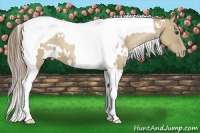 Horse Color:White Spotted Grullo Pearl Tobiano 