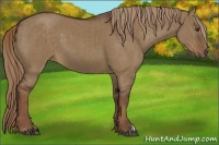Horse Color:Liver Red Dun Brindle 