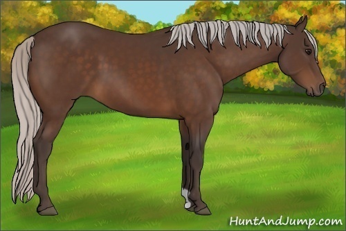 Horse Color:Silver Bay