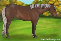 Horse Color:Silver Bay 