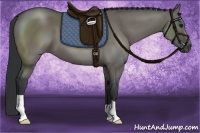 Horse Color:Grullo 