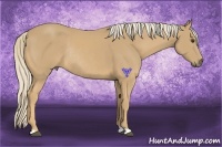 Horse Color:Palomino Rabicano
