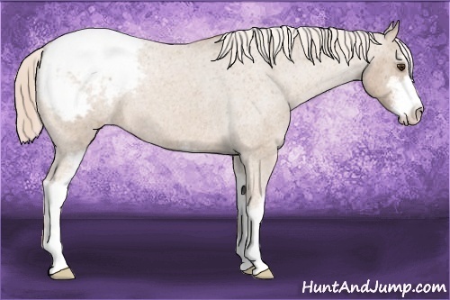 Horse Color:Palomino Roan Sabino Varnish 