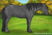 Horse Color:Black Ice Sabino