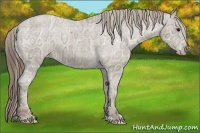 Horse Color:Plaid  Classic Champagne Ice Sabino Appaloosa 