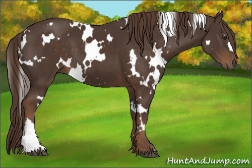 Horse Color:White Spotted Liver Chestnut
