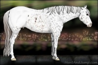 Horse Color:Buckskin Appaloosa 