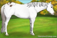 Horse Color:Buckskin Frame Snowflake Varnish 