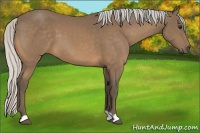 Horse Color:Silver Buckskin 