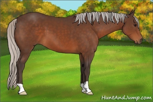 Horse Color:Silver Bay 