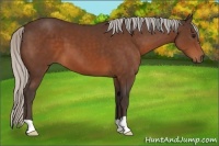 Horse Color:Silver Bay 