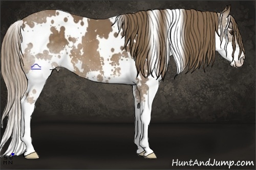 Horse Color:White Spotted Liver Chestnut Splash 