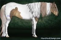 Horse Color:Chocolate Palomino Tobiano 