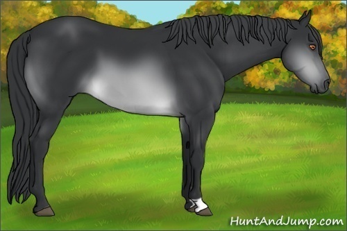 Horse Color:Brown Chinchilla 