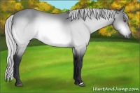 Horse Color:Silver Bay Chinchilla