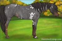 Horse Color:White Spotted Liver Red Roan 
