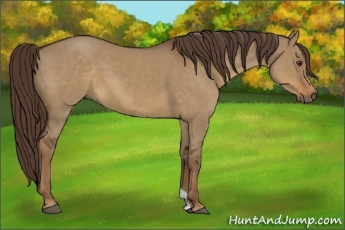 Horse Color:Liver Red Dun 
