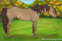 Horse Color:Liver Red Dun 