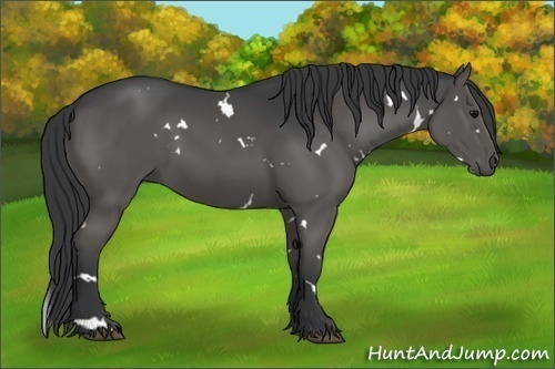 Horse Color:White Spotted Black