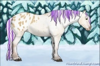 Horse Color:Painted Silver Bay Dun Sabino Appaloosa