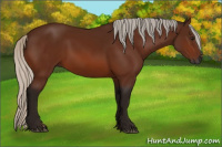 Horse Color:Gray Silver Bay