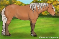 Horse Color:Silver Bay