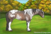Horse Color:White Spotted Buckskin Tobiano Appaloosa 
