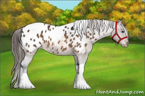 Horse Color:Buckskin Tobiano Appaloosa 