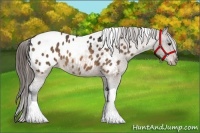 Horse Color:Buckskin Tobiano Appaloosa 