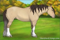 Horse Color:Amber Champagne Roan Dun 