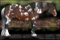 Horse Color:White Spotted Bay Sabino 